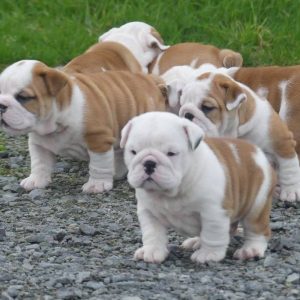 Prachtige Engelse bulldog pups beschikbaar.