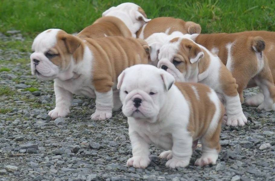 Prachtige Engelse bulldog pups beschikbaar.