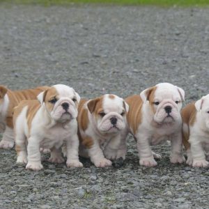 Prachtige Engelse bulldog pups beschikbaar.