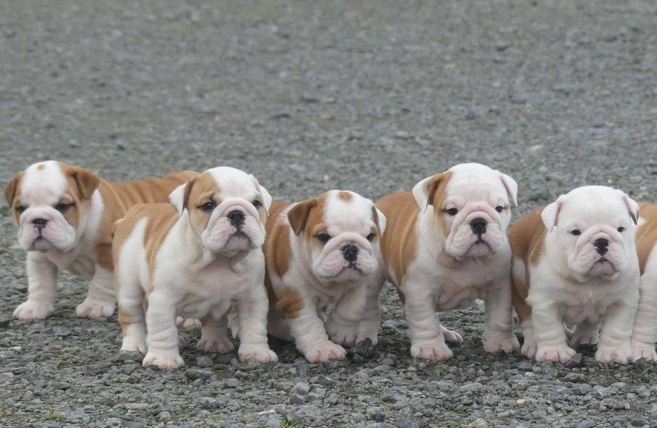 Prachtige Engelse bulldog pups beschikbaar.