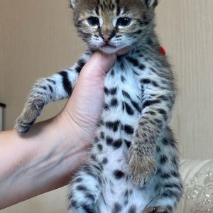 F1 en F2 Savannah kittens zijn beschikbaar voor verkoop