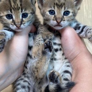 F1 en F2 Savannah kittens zijn beschikbaar voor verkoop