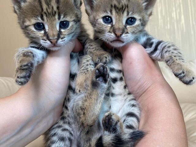 F1 en F2 Savannah kittens zijn beschikbaar voor verkoop