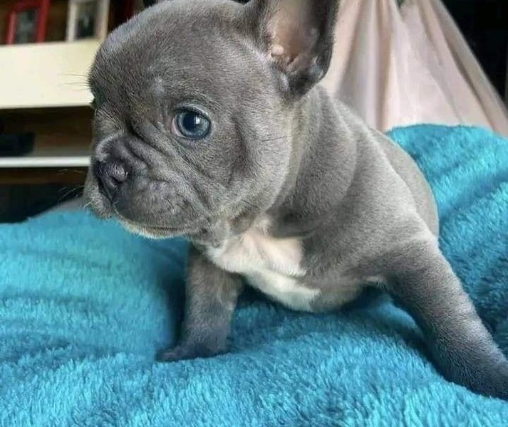 Franse Bulldog-puppy’s