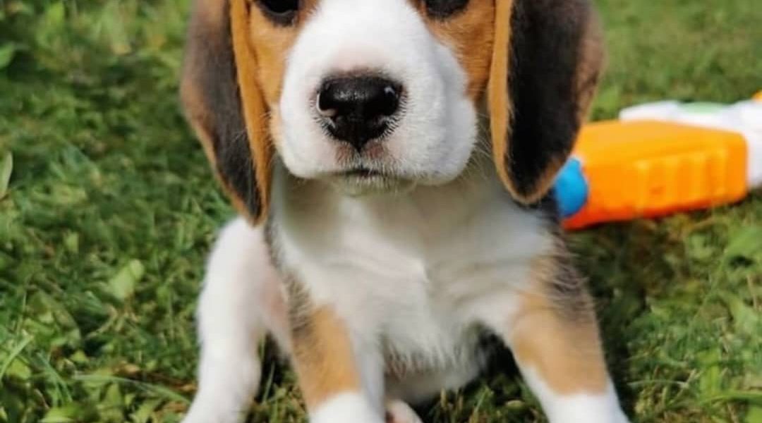 Beagle-puppy’s