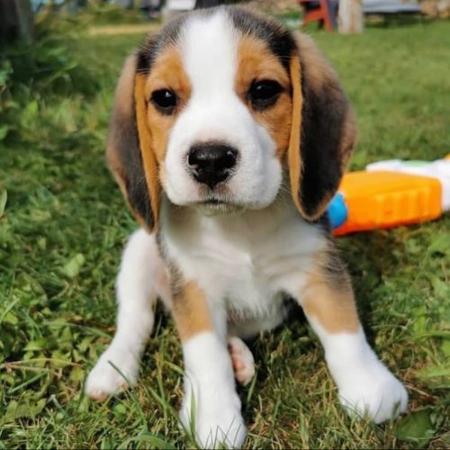 beagle