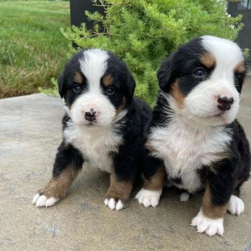 bernese-mou