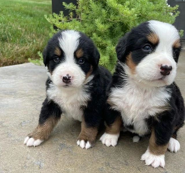 Berner Sennenhondpuppy’s