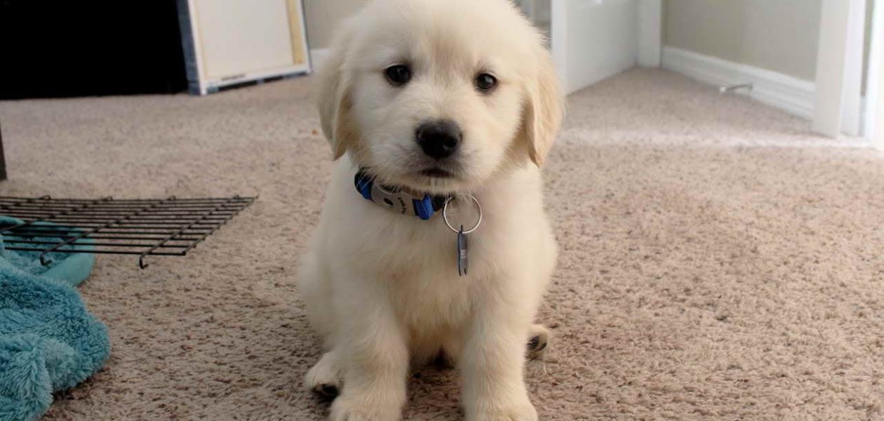 Golden Retriever-puppy’s