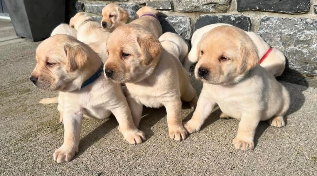 Labrador Retriever-puppy’s