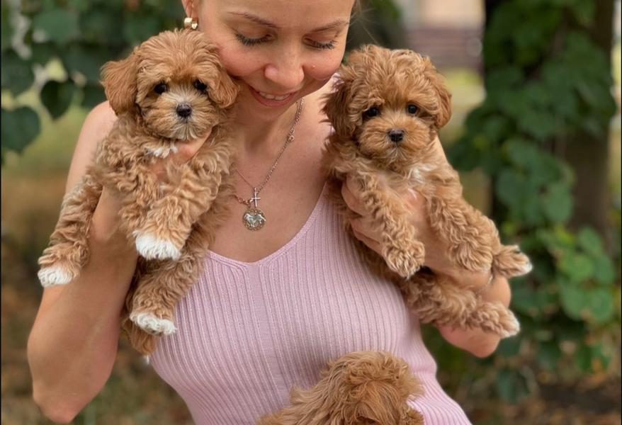 MOOIE MALTIPOO PUPPIES NU KLAAR VOOR NIEUWE THUISJES!!