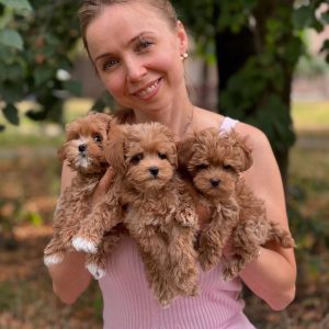 MOOIE MALTIPOO PUPPIES NU KLAAR VOOR NIEUWE THUISJES!!