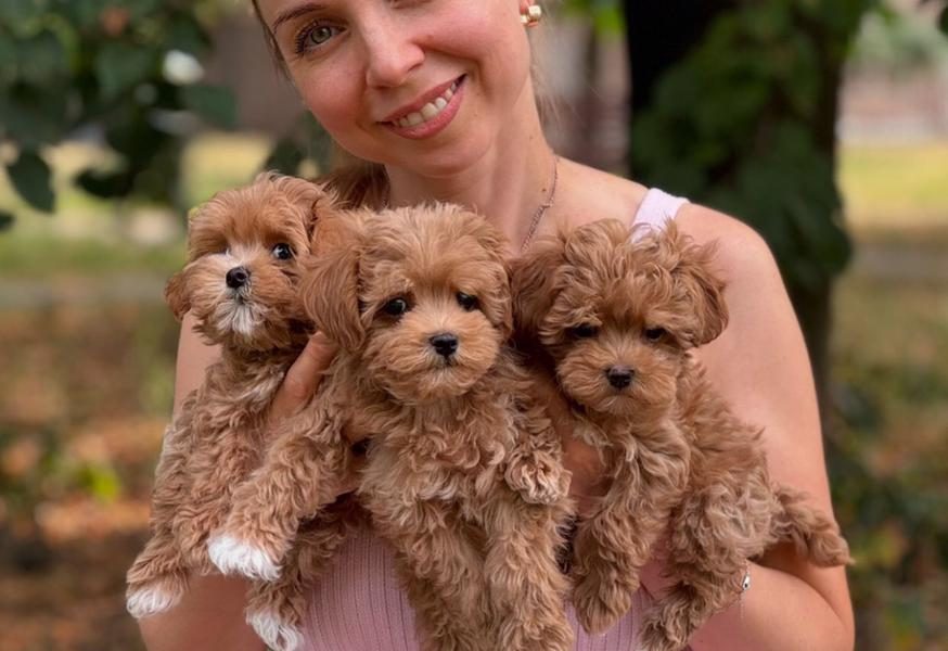 MOOIE MALTIPOO PUPPIES NU KLAAR VOOR NIEUWE THUISJES!!