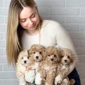 MALTIPOO PUPPIES NU KLAAR VOOR NIEUWE THUISJES!!