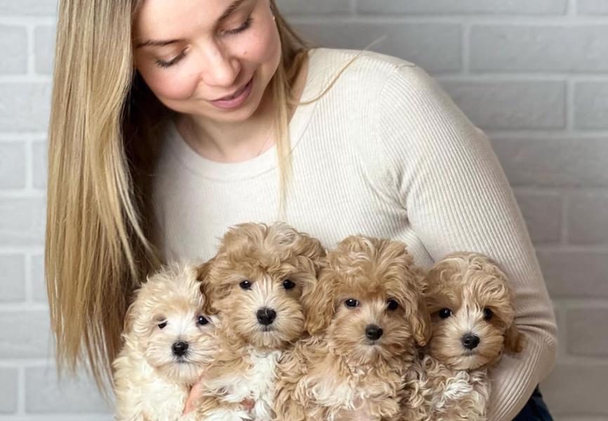 MALTIPOO PUPPIES NU KLAAR VOOR NIEUWE THUISJES!!