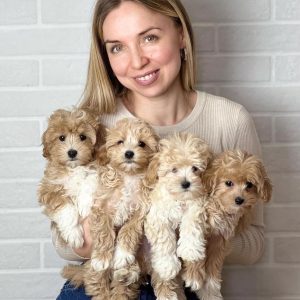 MALTIPOO PUPPIES NU KLAAR VOOR NIEUWE THUISJES!!