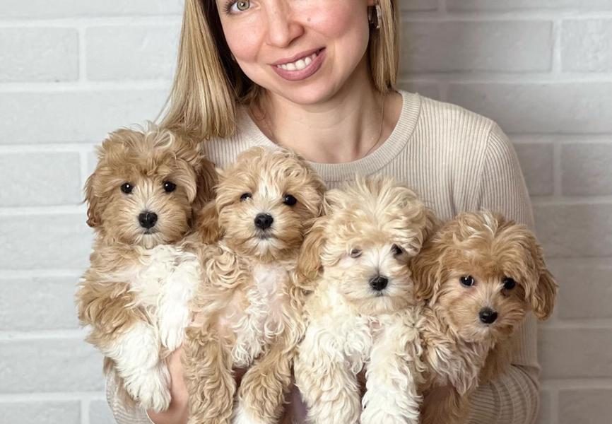 MALTIPOO PUPPIES NU KLAAR VOOR NIEUWE THUISJES!!