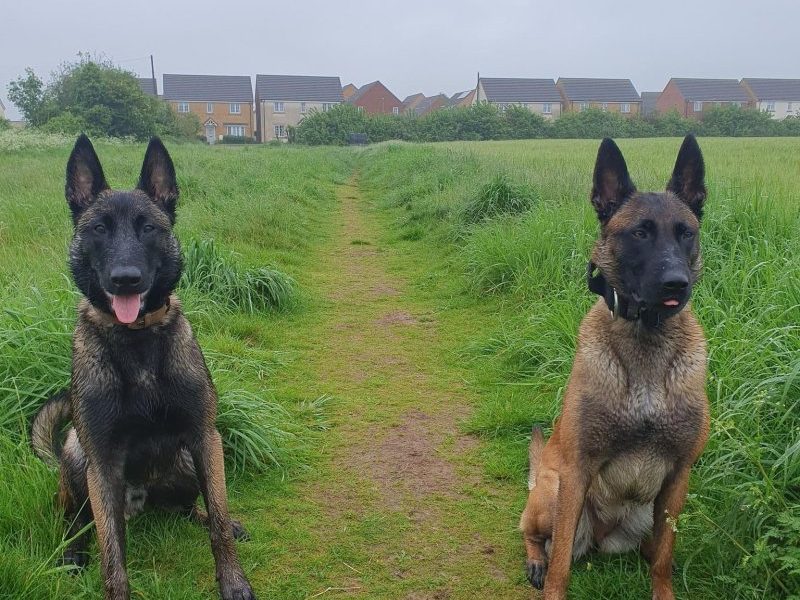 KC Puppy Belgische herder Mechelaar