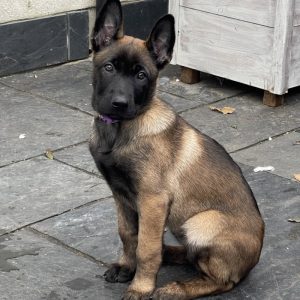 KC Puppy Belgische herder Mechelaar