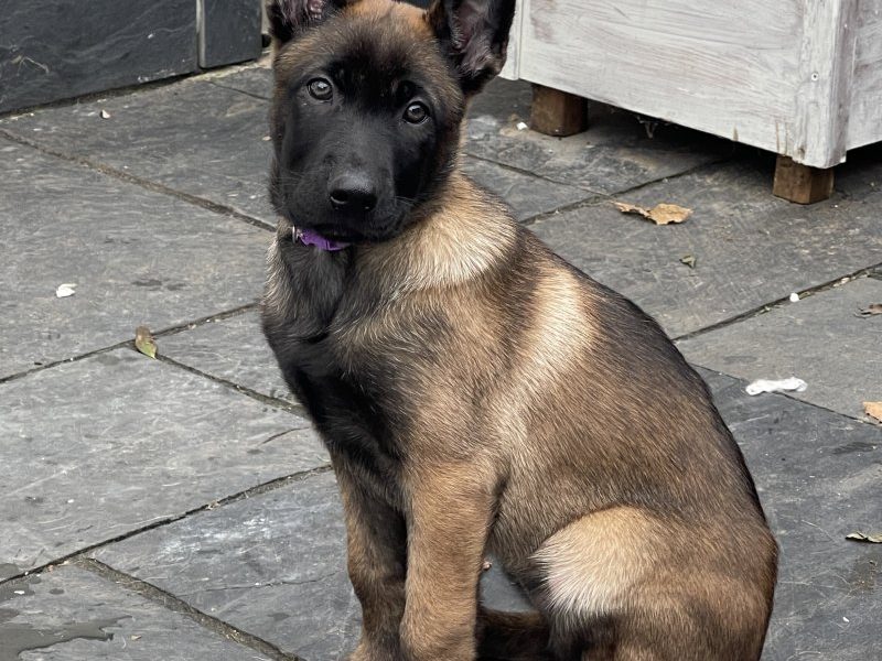 KC Puppy Belgische herder Mechelaar