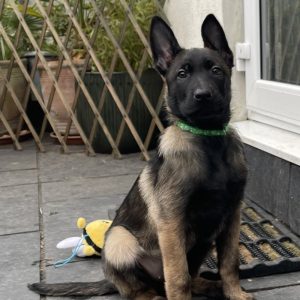 KC Puppy Belgische herder Mechelaar