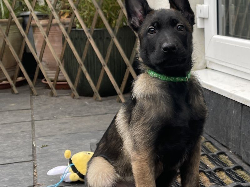 KC Puppy Belgische herder Mechelaar