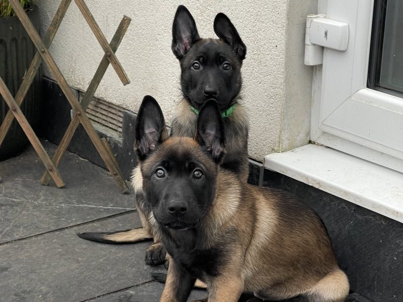 KC Puppy Belgische herder Mechelaar